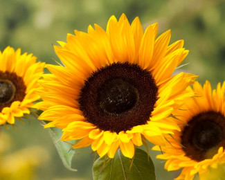 Sonnenblume